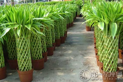 裝修好的房子里面放點(diǎn)什么可以凈化？